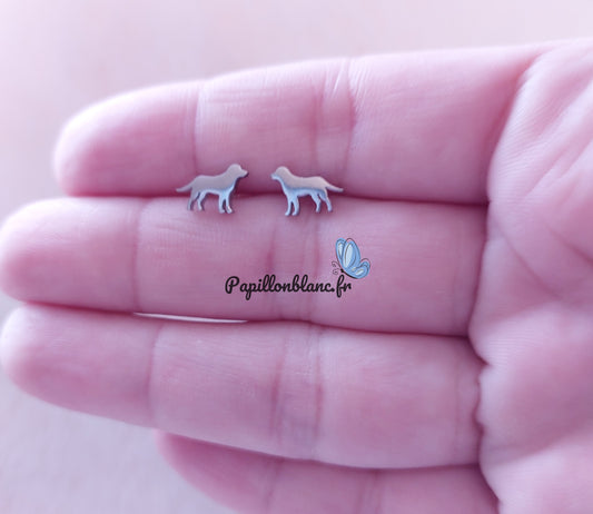 Puce d'oreilles Chien